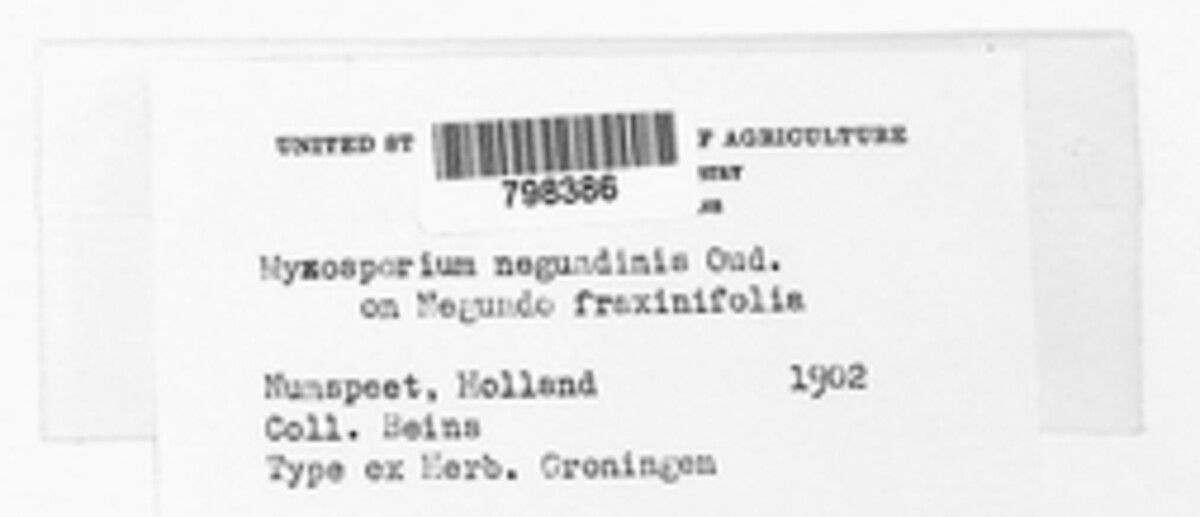 Myxosporium negundinis image
